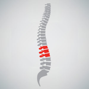 Spinal Cord